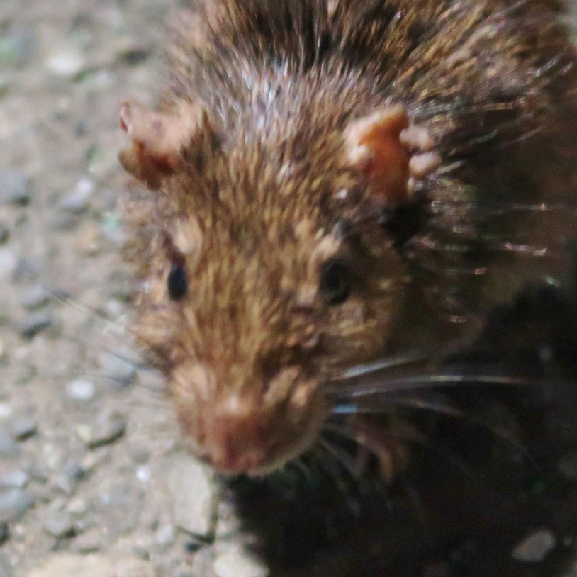 ネズミのコンビニ 近隣店舗は大丈夫 渋谷のファミマの場所と立地状況